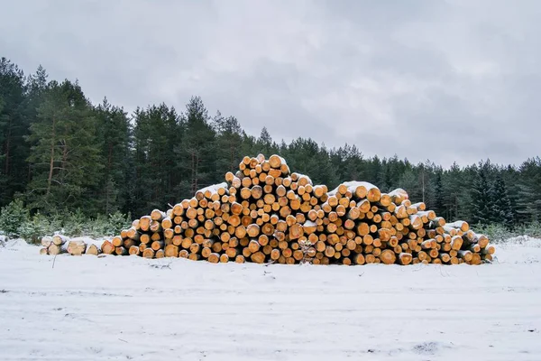 Timber logs in a forest in winter, pile of logs in snow