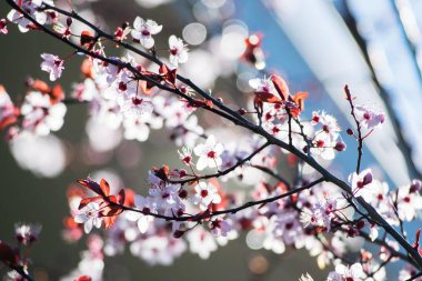 Kiraz eriği ağacı bloom. Mor yaprak erik ağacı (Prunus cerasifera Şubesi)