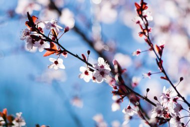 Kiraz eriği ağacı bloom. Mor yaprak erik ağacı (Prunus cerasifera Şubesi)