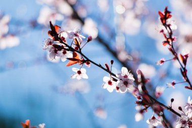 Kiraz eriği ağacı bloom. Mor yaprak erik ağacı (Prunus cerasifera Şubesi)