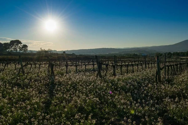 Wijngaard Witte Bloemen Candytuft Iberis Amara Spanje — Stockfoto