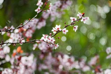 Kiraz eriği ağacı bloom. Mor yaprak erik ağacı (Prunus cerasifera Şubesi)