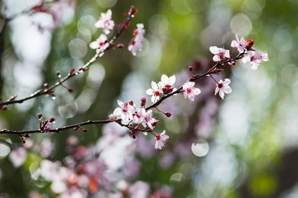 Cherry plum tree bloom. Branch of a purple leaf plum tree (Prunus cerasifera)