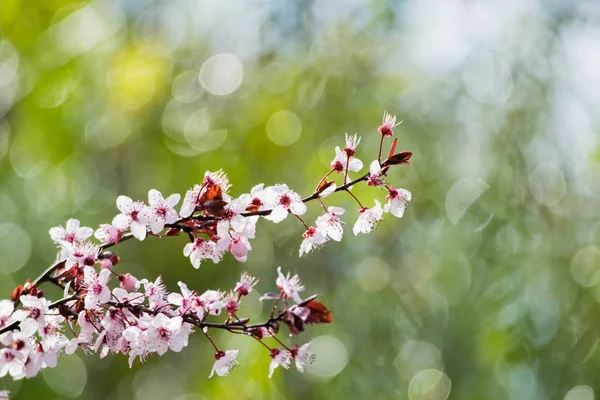 Kiraz eriği ağacı bloom. Mor yaprak erik ağacı (Prunus cerasifera Şubesi)