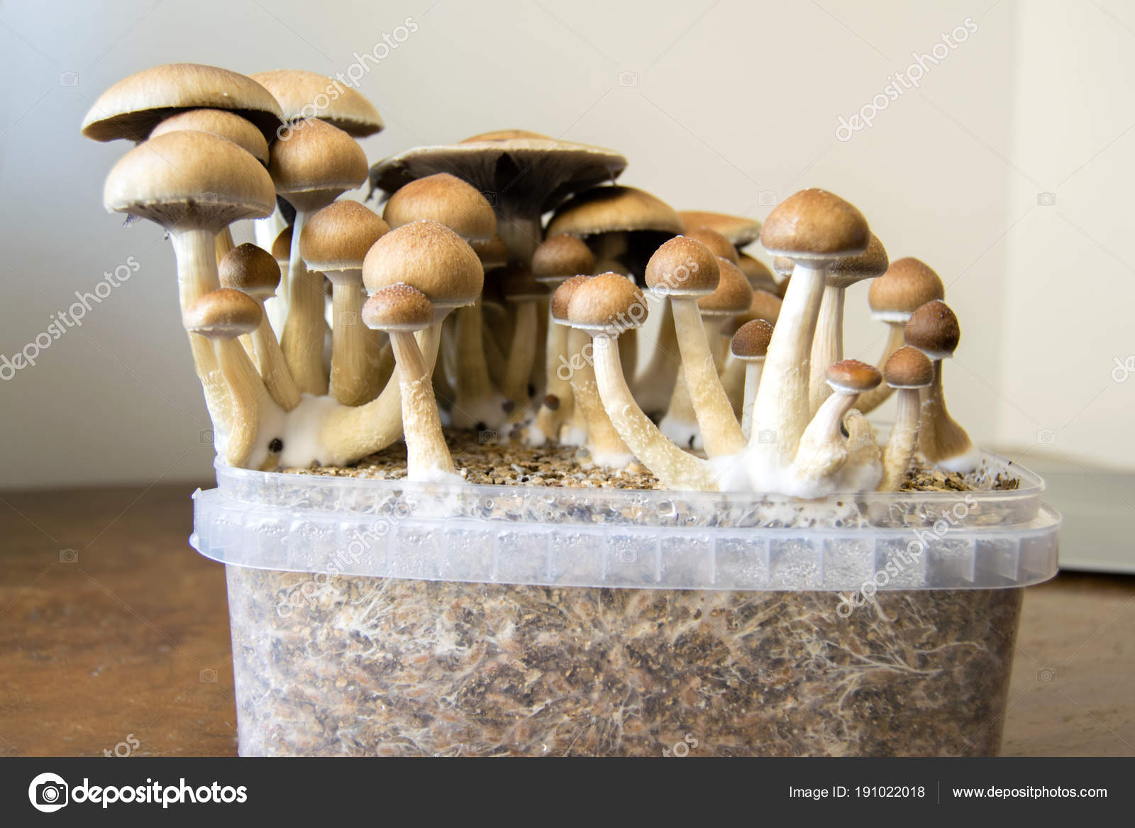 Psychedelic Magic Mushrooms Growing Home Cultivation Psilocybin Mushrooms Cake Stock Photo By C Ollyplu 191022018