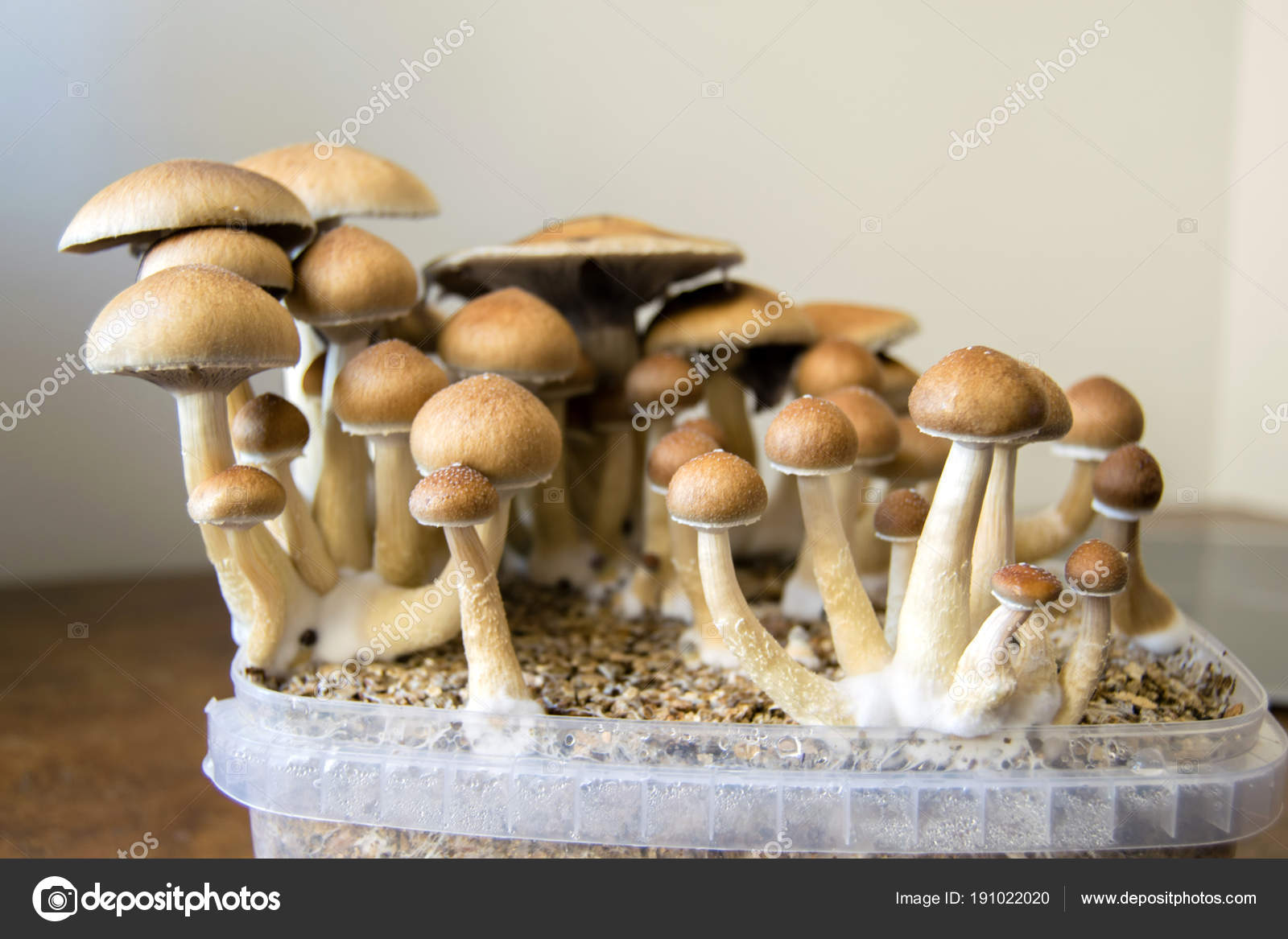 Psychedelic Magic Mushrooms Growing Home Cultivation Psilocybin Mushrooms Cake Stock Photo By C Ollyplu 191022020