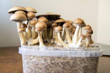 Psychedelic magic mushrooms growing at home, cultivation of psilocybin mushrooms in cake clipart
