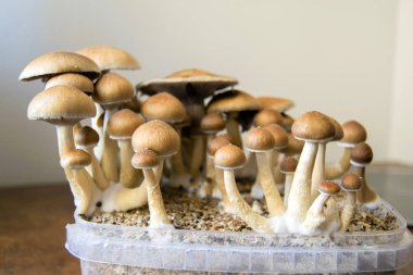 Evde, psilosibin mantar pasta tarımı büyüyen psychedelic sihirli mantar