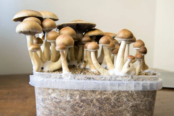 Psychedelic magic mushrooms growing at home, cultivation of psilocybin mushrooms in cake