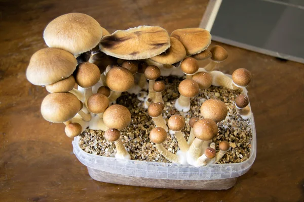 Psychedelische Zauberpilze Die Hause Wachsen Anbau Von Psilocybin Pilzen Kuchen — Stockfoto