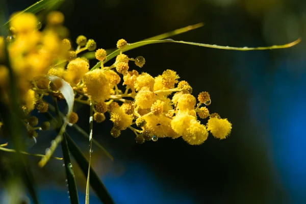 Floração Árvore Mimosa Acacia Pycnantha Acácia Dourada Fechar Primavera Flores — Fotografia de Stock