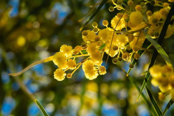 Цвітіння Дерева Мімози Acacia Pycnantha Золота Битва Крупним Планом Навесні — стокове фото