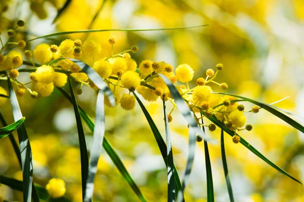Mimoza ağacının çiçek açması (Acacia pycnantha, altın gerdan) baharda kapanıyor, parlak sarı çiçekler, Coojong, altın çelenk gerdanlığı, turuncu gerdanlık, mavi yapraklı gerdanlık, akasya salyası