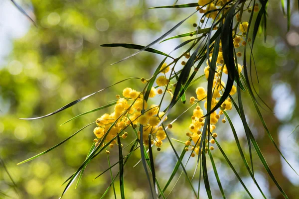 Floração Árvore Mimosa Acacia Pycnantha Acácia Dourada Fechar Primavera Flores — Fotografia de Stock