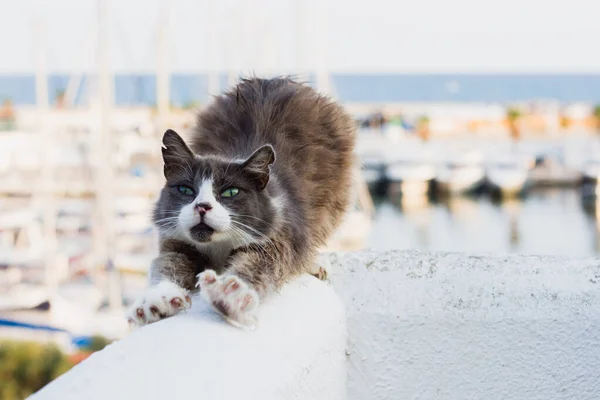 Estiramiento Gato Ella Misma Elevando Nuevo Yoga Gato Undomesticated Gato —  Fotos de Stock