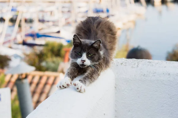 Estiramiento Gato Ella Misma Elevando Nuevo Yoga Gato Undomesticated Gato —  Fotos de Stock