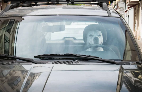 Sonriente Perro Conduciendo Coche Foto Divertida — Foto de Stock