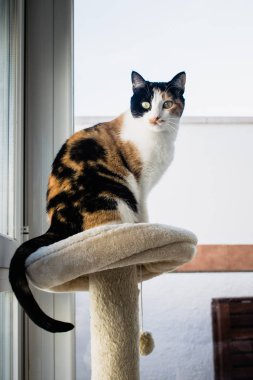 Kediler evdeki oyun bahçesinde oturuyor, kediler içeride.