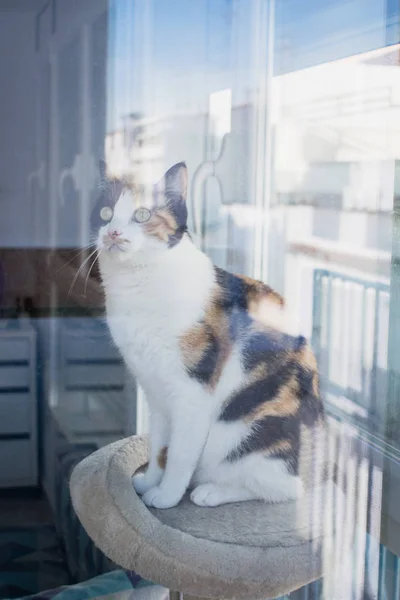 Cat looking through the window, staring at the bird