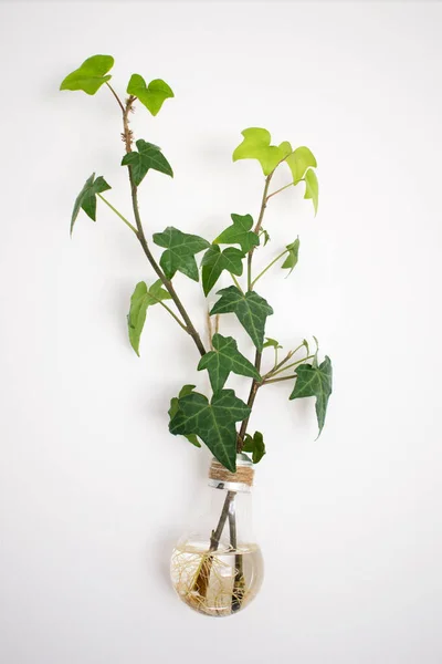 green plant on the hanging wall in the glass vase, Clear Climbing Wall Flower glass Vase Water, green plant in a glass round terrarium,vase hanging on the wall, home dcor