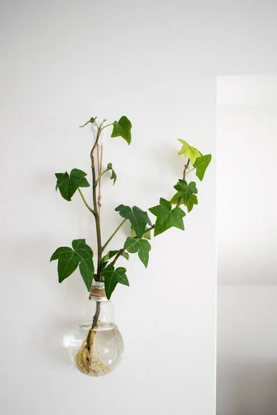 green plant on the hanging wall in the glass vase, Clear Climbing Wall Flower glass Vase Water, green plant in a glass round terrarium,vase hanging on the wall, home dcor