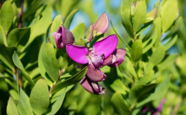 Mor Afrika Burnu Daisy Dimorphotheca Çiçeği, Osteospermum fruticosum, Afrika papatyası, çalılık, Calenduleae 
