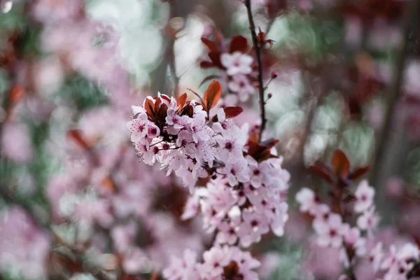 Pink cherry plum blossom, purple-leaf tree, Prunus cerasifera nigra, detail, branch, blossoms, tree, Turkish cherry, wild plum-tree, wild plums flower at full bloom in spring in a beautiful sunny day