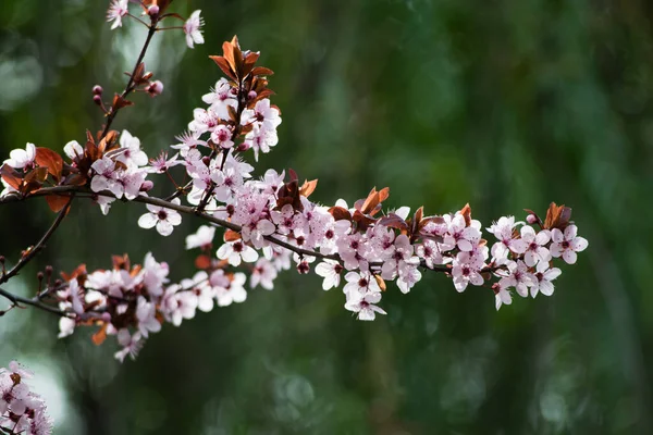 Pink cherry plum blossom, purple-leaf tree, Prunus cerasifera nigra, detail, branch, blossoms, tree, Turkish cherry, wild plum-tree, wild plums flower at full bloom in spring in a beautiful sunny day