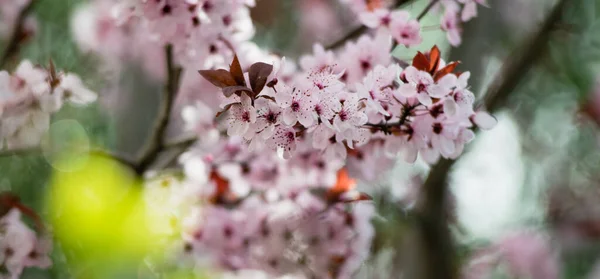 Pink cherry plum blossom, purple-leaf tree, Prunus cerasifera nigra, detail, branch, blossoms, tree, Turkish cherry, wild plum-tree, wild plums flower at full bloom in spring in a beautiful sunny day