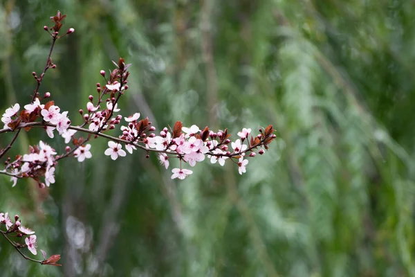 Pink cherry plum blossom, purple-leaf tree, Prunus cerasifera nigra, detail, branch, blossoms, tree, Turkish cherry, wild plum-tree, wild plums flower at full bloom in spring in a beautiful sunny day