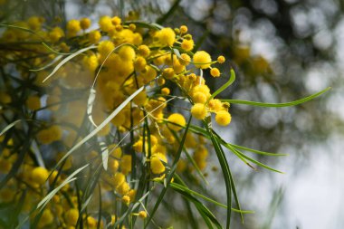 Mimoza ağacının çiçek açması (Acacia pycnantha, altın gerdan) baharda kapanıyor, parlak sarı çiçekler, Coojong, altın çelenk gerdanlığı, turuncu gerdanlık, mavi yapraklı gerdanlık, akasya salyası