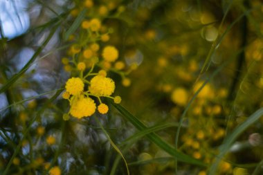 Mimoza ağacının çiçek açması (Acacia pycnantha, altın gerdan) baharda kapanıyor, parlak sarı çiçekler, Coojong, altın çelenk gerdanlığı, turuncu gerdanlık, mavi yapraklı gerdanlık, akasya salyası