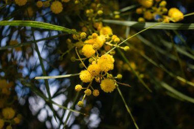 Mimoza ağacının çiçek açması (Acacia pycnantha, altın gerdan) baharda kapanıyor, parlak sarı çiçekler, Coojong, altın çelenk gerdanlığı, turuncu gerdanlık, mavi yapraklı gerdanlık, akasya salyası