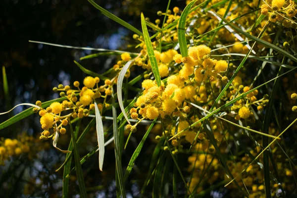 Înflorirea Copacului Mimosa Acacia Pycnantha Wattle Aur Închide Primăvară Flori — Fotografie, imagine de stoc