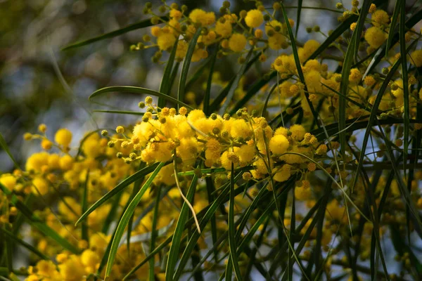 Blossoming Mimosa Tree Acacia Pycnantha Golden Wattle Close Spring Bright — Stock Photo, Image