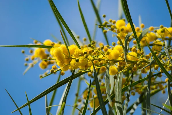 봄에는 가까이 미모사 아카시아 피크난 황금빛와 노란색 황금색 화환들 오렌지와 — 스톡 사진