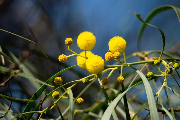 Цвітіння Дерева Мімози Acacia Pycnantha Золота Битва Крупним Планом Навесні — стокове фото