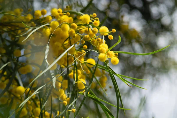 Floração Árvore Mimosa Acacia Pycnantha Acácia Dourada Fechar Primavera Flores — Fotografia de Stock