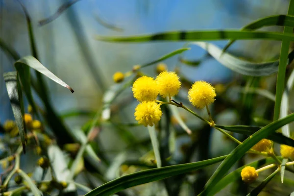 Florecimiento Del Árbol Mimosa Acacia Pycnantha Golden Wattle Cerca Primavera — Foto de Stock