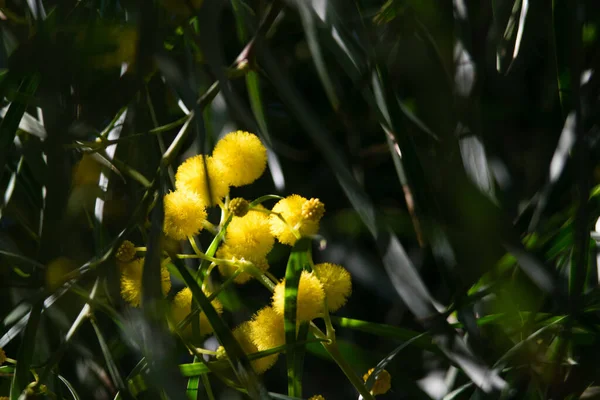 Floraison Mimosa Acacia Pycnantha Agneau Doré Printemps Fleurs Jaune Vif — Photo