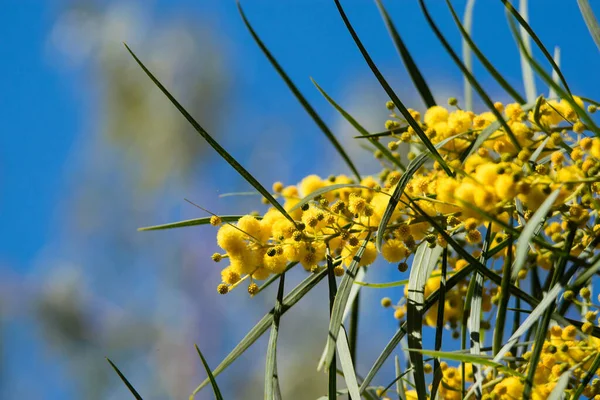 Floração Árvore Mimosa Acacia Pycnantha Acácia Dourada Fechar Primavera Flores — Fotografia de Stock