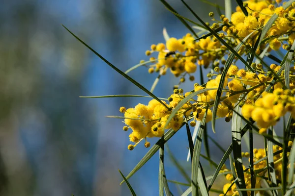 Цвітіння Дерева Мімози Acacia Pycnantha Золота Битва Крупним Планом Навесні — стокове фото