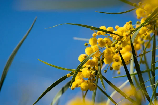 Floração Árvore Mimosa Acacia Pycnantha Acácia Dourada Fechar Primavera Flores — Fotografia de Stock