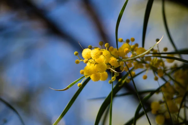 Blossoming Mimosa Tree Acacia Pycnantha Golden Wattle Close Spring Bright — Stock Photo, Image