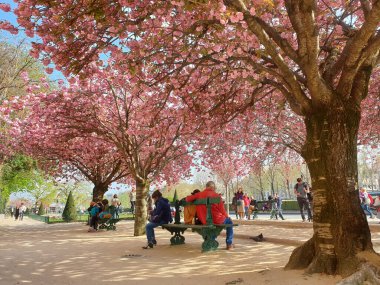 Paris, Fransa - 1 Nisan 2019: İlkbaharda Notre-Dame de Paris Katedrali yakınlarında kiraz ağacı çiçek açtı