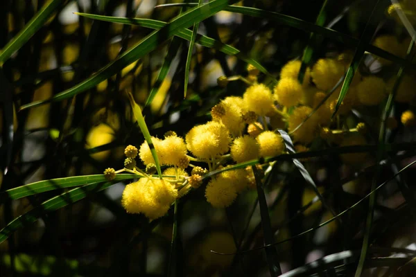 Blossoming Mimosa Tree Acacia Pycnantha Golden Wattle Close Spring Bright — Stock Photo, Image