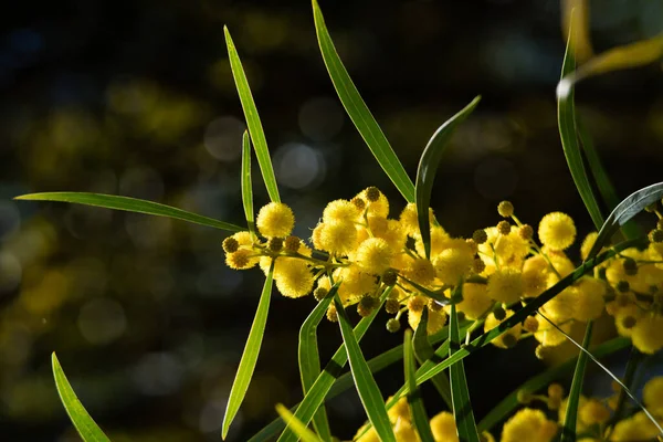 Floração Árvore Mimosa Acacia Pycnantha Acácia Dourada Fechar Primavera Flores — Fotografia de Stock