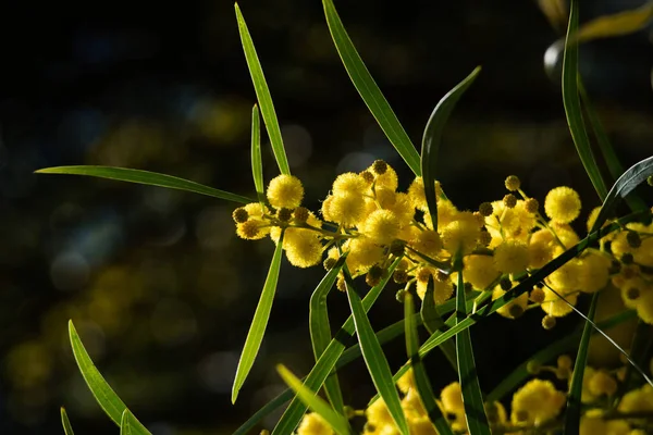 Floração Árvore Mimosa Acacia Pycnantha Acácia Dourada Fechar Primavera Flores — Fotografia de Stock