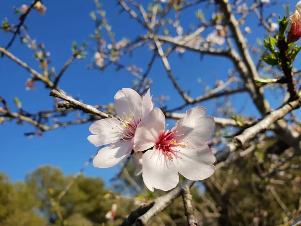 Цвіт Рожевого Алмонда Який Здіймається Над Блакитним Небом Квітка Мигдалевого — стокове фото