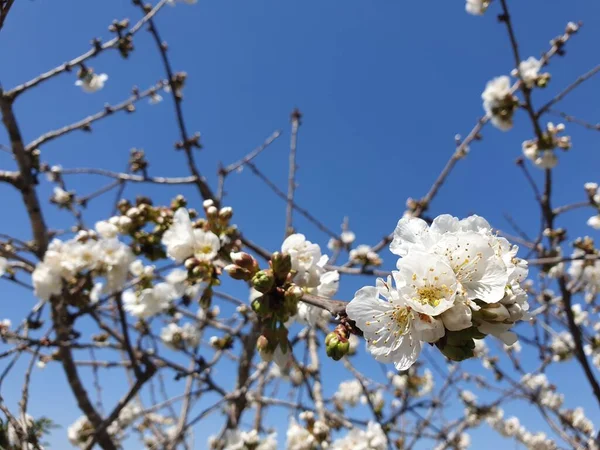 Цвітіння Абрикосового Дерева Цвітіння Абрикосового Дерева Білі Квіти Абрикосового Дерева — стокове фото